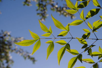 Close-up of leaves against clear sky