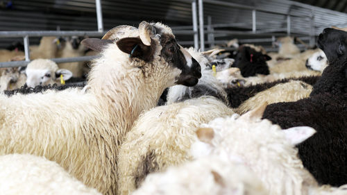 View of sheep in pen