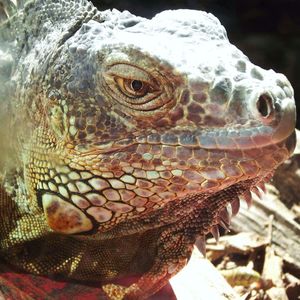 Close-up of a turtle