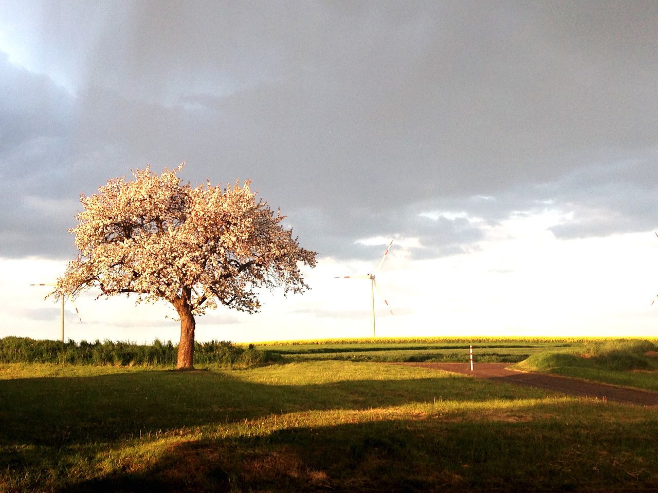 field, sky, grass, landscape, tranquil scene, tranquility, tree, scenics, beauty in nature, nature, rural scene, cloud - sky, grassy, growth, bare tree, cloud, non-urban scene, single tree, cloudy, idyllic