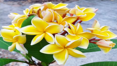 Close-up of yellow flowers