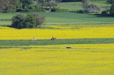 People riding horse on agricultural field