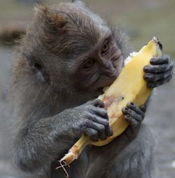 Close-up of monkey eating banana