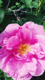 Close-up of pink flower blooming outdoors