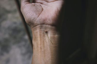 Close-up of hand with small flower