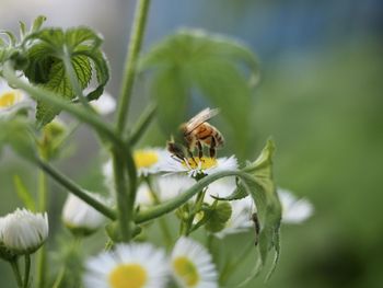 Close-up of bee pollinating on flower