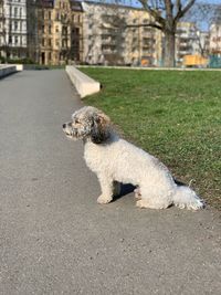 Dog running in city
