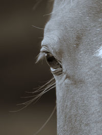 Horse close up