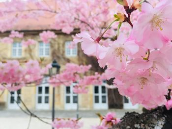 Close-up of pink cherry blossom tree against building