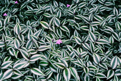 Full frame shot of purple flowers