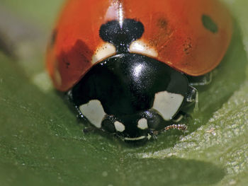 Close-up of ladybug on wet leaf