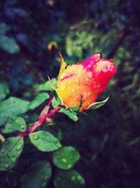 Close-up of wet flower on plant during rainy season
