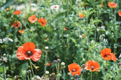 Close-up of red poppy blooming in field