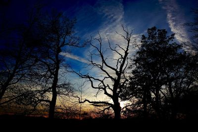 Low angle view of silhouette trees against sky