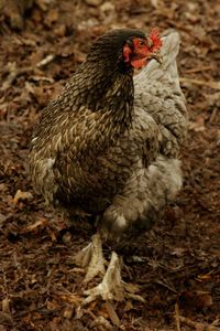 Close-up of rooster
