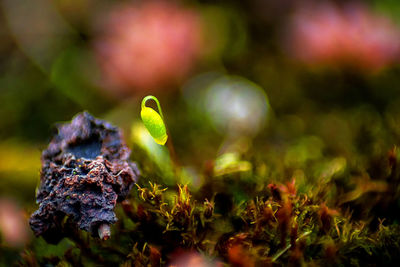 Close-up of fresh green plant