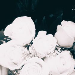 Close-up of white flowers