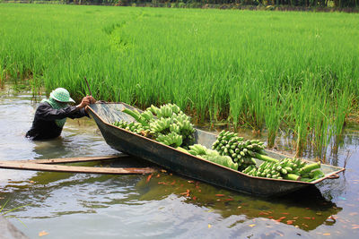 Man pushing boat with bananas while standing at agricultural field