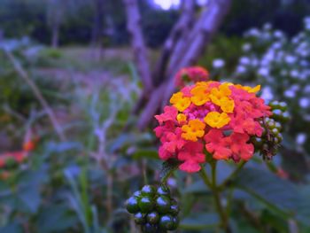 Close-up of orange flowers in park