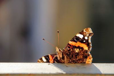 Butterfly on leaf