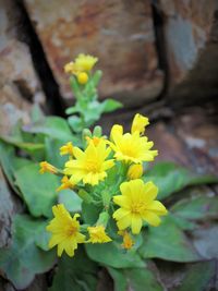 Close-up of yellow flowers