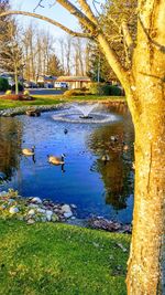 View of swans in lake