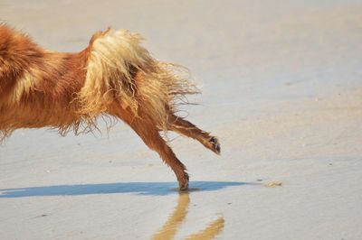 Close-up of horse on beach