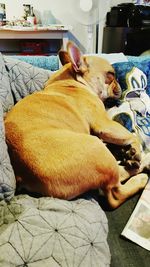 Close-up of cat relaxing on the wall