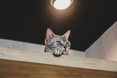 Portrait of cat sitting on table