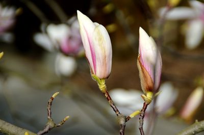 Close-up of flowering plant