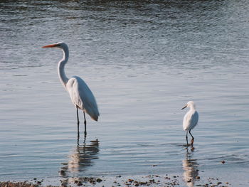 High angle view of gray heron by lake