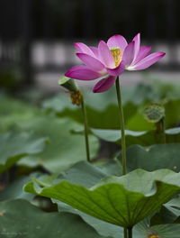 Close-up of lotus water lily in lake