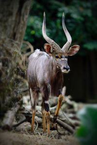 Greater kudu on field