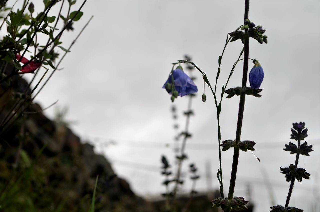 CLOSE-UP OF PURPLE FLOWER AGAINST SKY