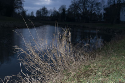 Close-up of grass on field by lake against sky