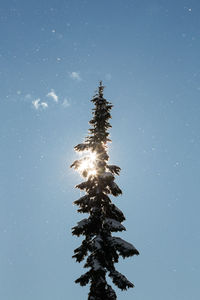 Sun shines through tree while snow blows around