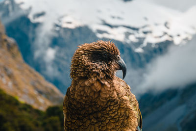 Close-up of a bird on snow