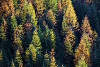 High angle view of pine trees in forest during autumn