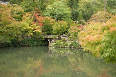 Scenic view of lake in forest during autumn