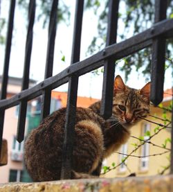 Close-up portrait of cat on railing