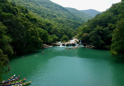 Scenic view of river amidst trees