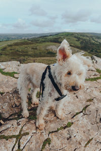 Cute white dog with ears flying in the wind standing on top of the crook peak in mendip hills, uk.