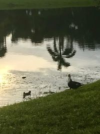 View of birds on lakeshore