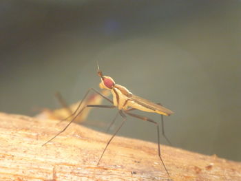 Close-up of insect