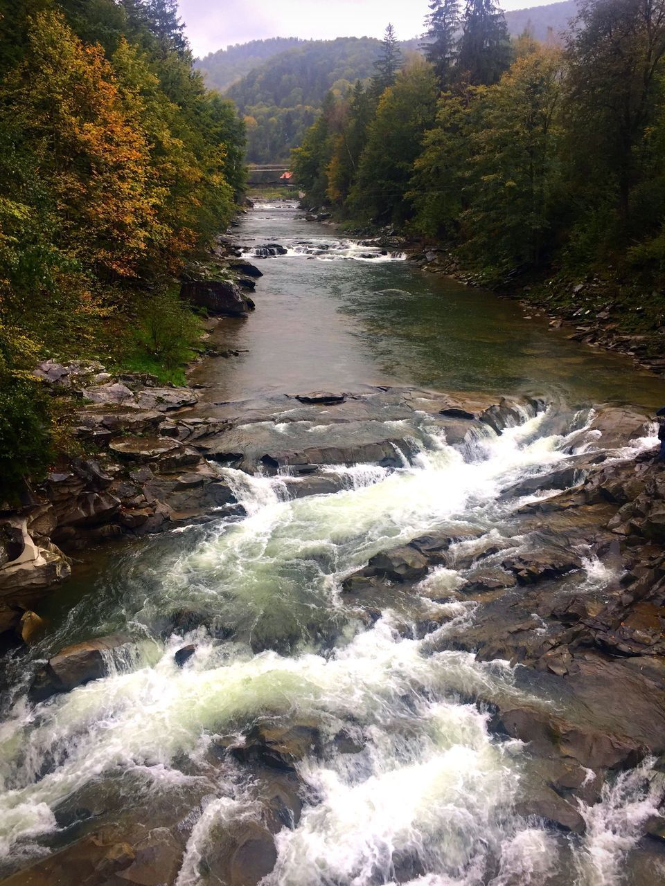 SCENIC VIEW OF RIVER STREAM IN FOREST