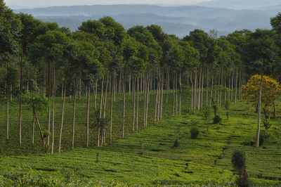 Scenic view of trees growing on field