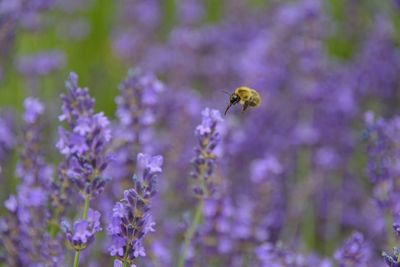 Close-up of bee pollinating on flower