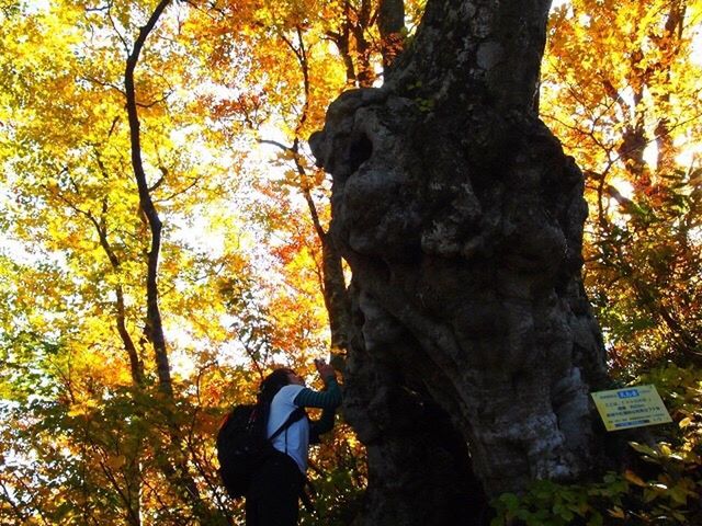 tree, autumn, nature, tree trunk, outdoors, growth, day, real people, one person, branch, beauty in nature, sky, statue, mammal