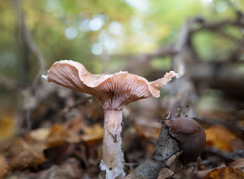 fungus