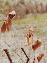 Close-up of dry leaves